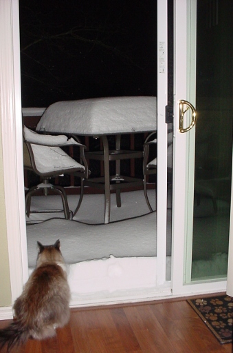 Pita looks at the snow skeptically